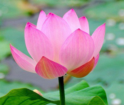 Summer_Flowers_Lotus.jpg Summer_Flowers_Lotus.jpg